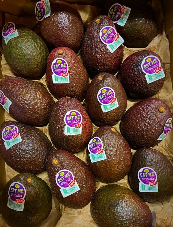 Avocado Hass frutta esotica