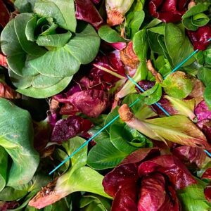 Radicchio Cicorino (Grumolo), conf. 300gr
