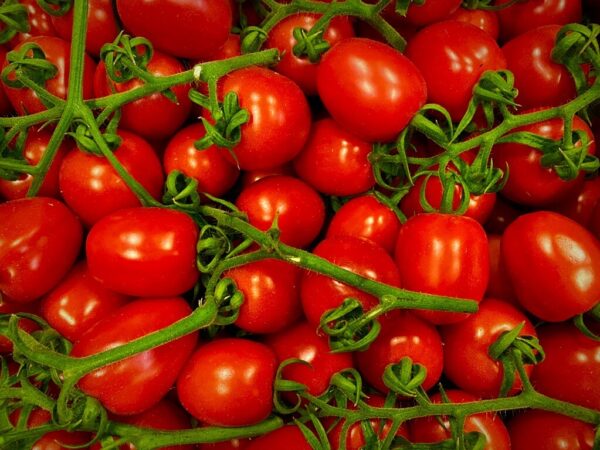 Pomodoro Piccadilly, IT, al kg
