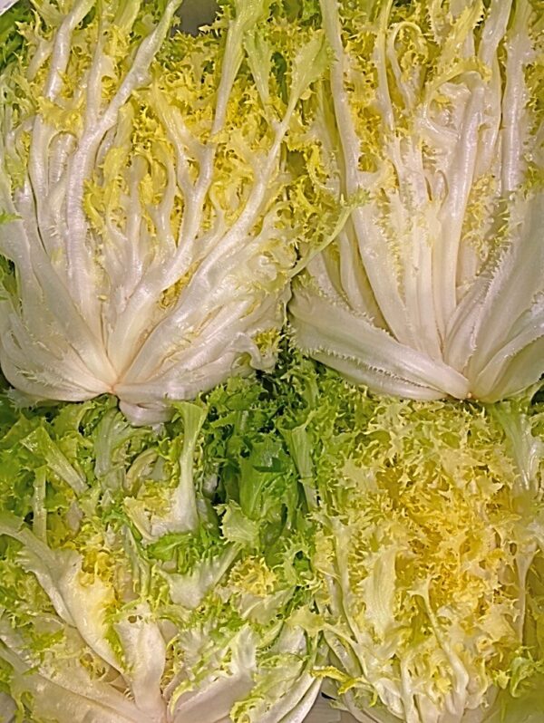 Indivia Riccia, IT, al kg (circa 2pz)