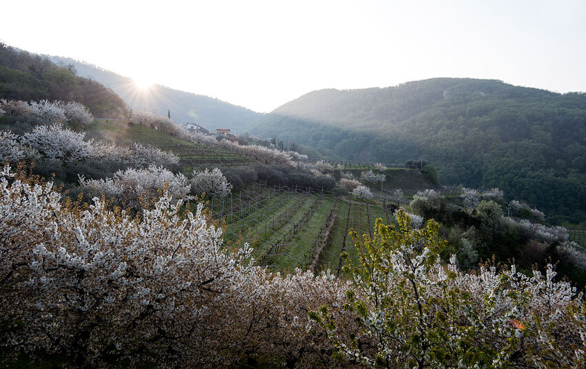 vini veneto