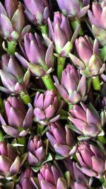 carciofni violetto