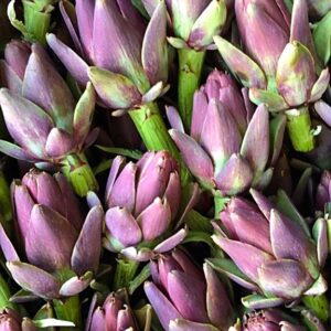 carciofni violetto
