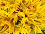 fiori di zucca