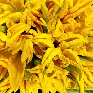 fiori di zucca