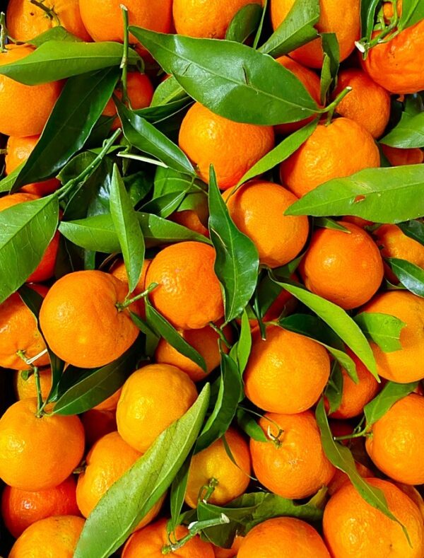 clementine calabresi italiane