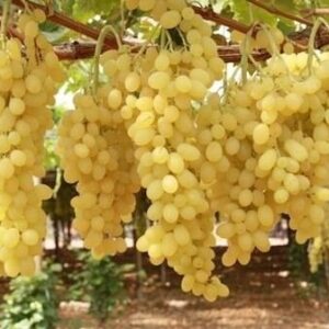 uva bianca senza semi apirene